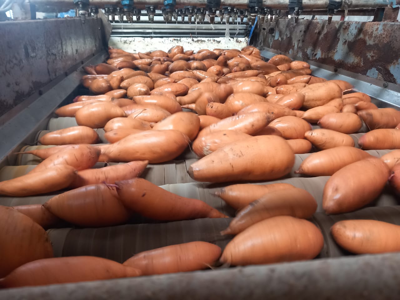 Sweet Potato